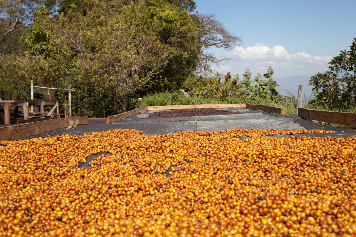 Villa Galicia. Café de El Salvador. Natural. Secado extendido Pineapple - Artisancoffee