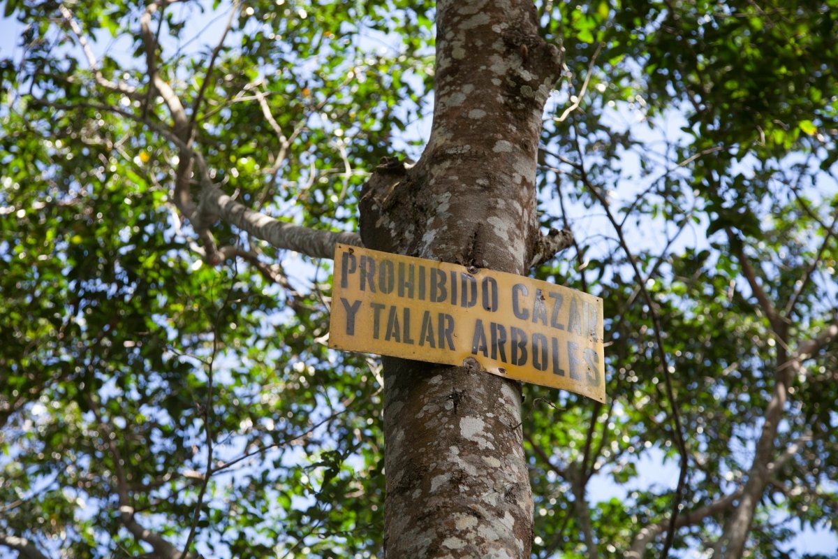 Villa Galicia. Café de El Salvador. Natural. Secado extendido Pineapple - Artisancoffee