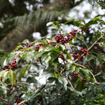 Cerezas de café maduras en el cafeto. Café de Etiopía. Café de especialidad. Tostado por Artisan Coffee Málaga. España. Spain