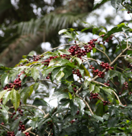 Cerezas de café maduras en el cafeto. Café de Etiopía. Café de especialidad. Tostado por Artisan Coffee Málaga. España. Spain