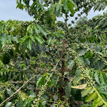 Anderson. Café de Kenia. Lavado - Artisancoffee