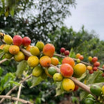 Anderson. Café de Kenia. Lavado - Artisancoffee