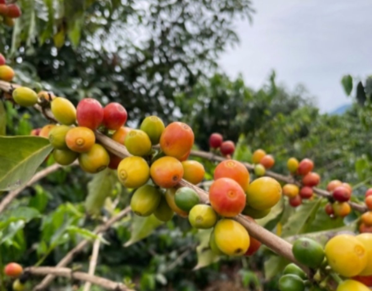 Anderson. Café de Kenia. Lavado - Artisancoffee