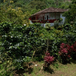 Bacarat. Café de Colombia - Artisancoffee