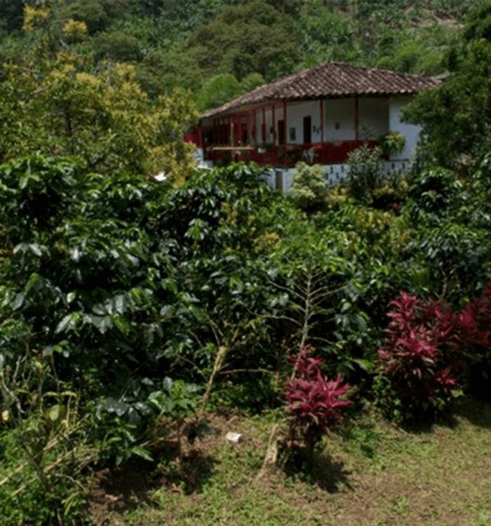 Bacarat. Café de Colombia - Artisancoffee