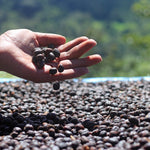Barú Black Mountain. Café de Panamá. Lavado - Artisancoffee