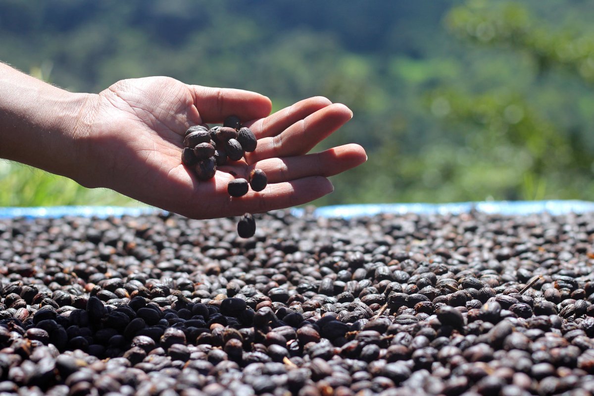 Barú Black Mountain. Café de Panamá. Lavado - Artisancoffee