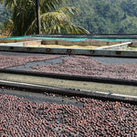 Barú Black Mountain. Café de Panamá. Lavado - Artisancoffee