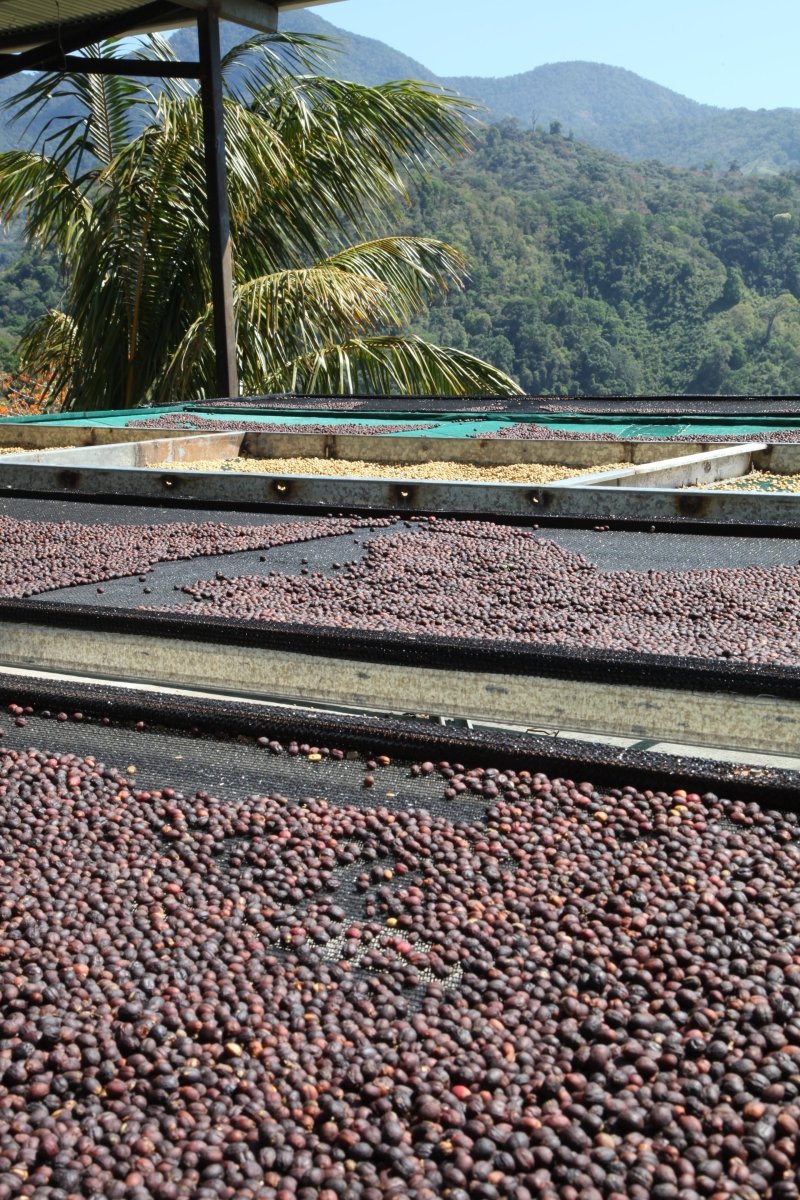 Barú Black Mountain. Café de Panamá. Lavado - Artisancoffee