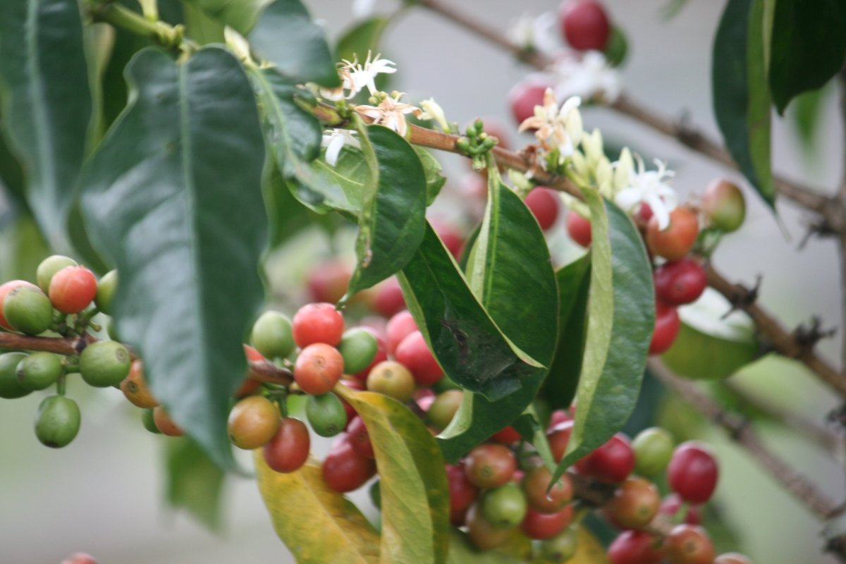 Café de Burundi. Gakenke Oro. Honey Aneróbico - Artisancoffee
