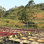 Café de Burundi. Gakenke Oro. Honey Aneróbico - Artisancoffee