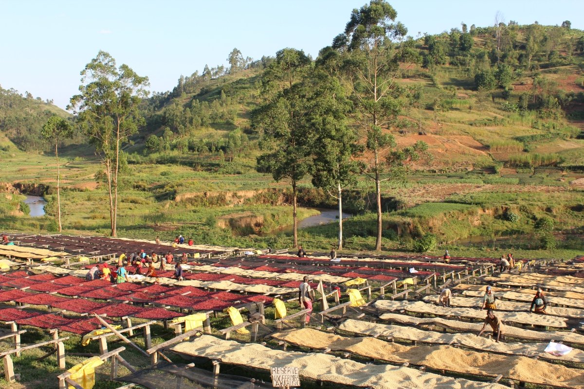 Café de Burundi. Gakenke Oro. Honey Aneróbico - Artisancoffee
