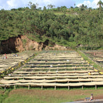 Café de Burundi. Kibingo. Fermentación anaeróbica - Artisancoffee