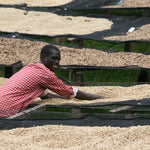 Café de Burundi. Kibingo. Fermentación anaeróbica - Artisancoffee