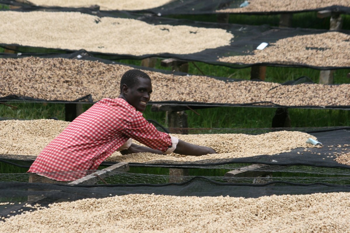Café de Burundi. Kibingo. Fermentación anaeróbica - Artisancoffee