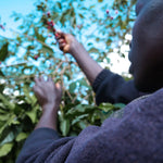 Café de Burundi. Kibingo. Fermentación anaeróbica - Artisancoffee