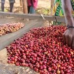 Café de Burundi. Nemba - Artisancoffee