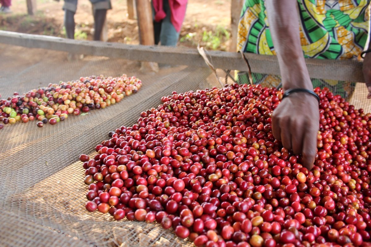 Café de Burundi. Nemba - Artisancoffee