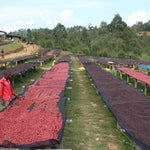 Café de Burundi. Nemba - Artisancoffee