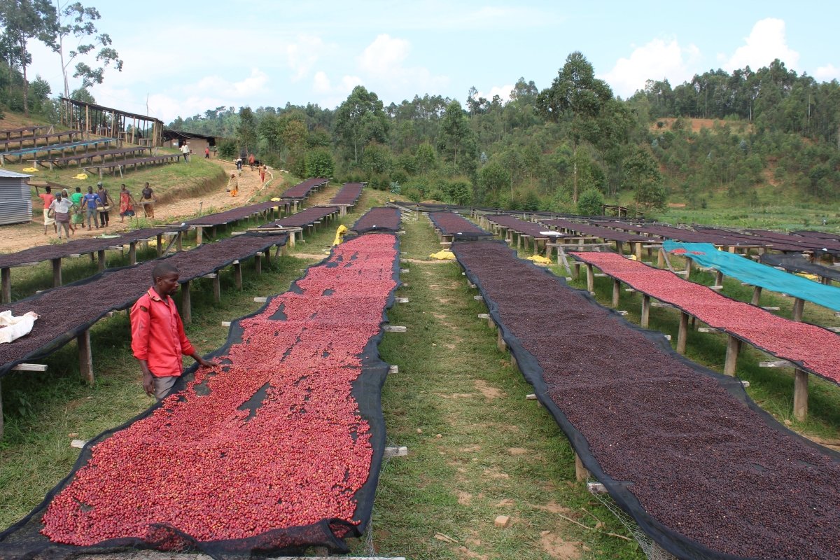 Café de Burundi. Nemba - Artisancoffee