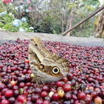 Café de Colombia. Women's Power - Artisancoffee