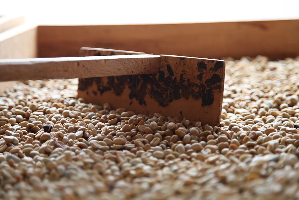 Café de Guatemala. Finca La Bolsa. Lavado - Artisancoffee