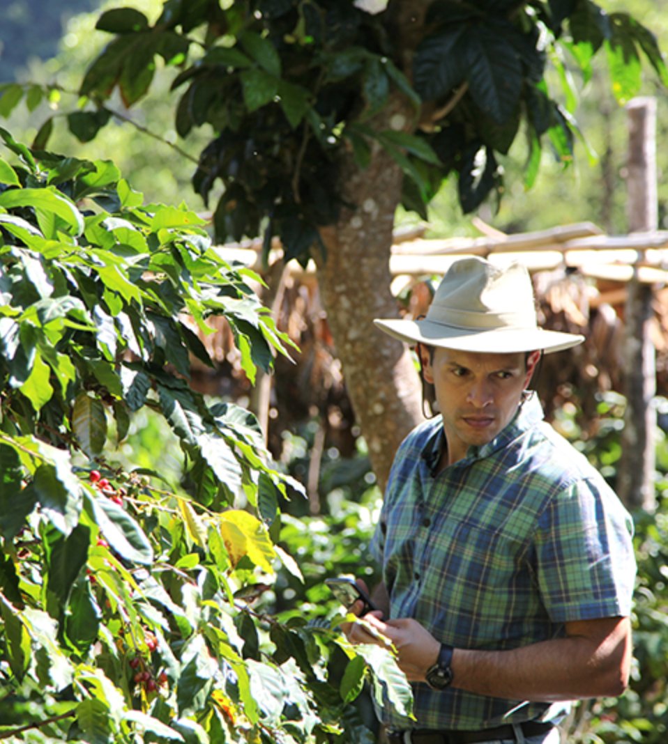 Café de Guatemala. Finca La Bolsa. Lavado - Artisancoffee
