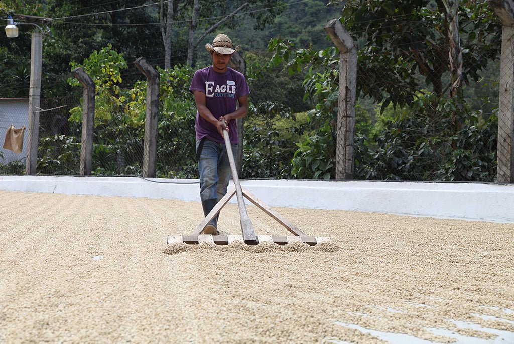 Café de Guatemala. Finca La Bolsa. Lavado - Artisancoffee