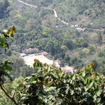 Café de Guatemala. Finca La Bolsa. Lavado - Artisancoffee
