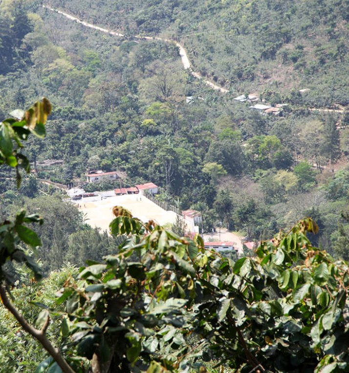 Café de Guatemala. Finca La Bolsa. Lavado - Artisancoffee