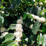 Café de Guatemala. Finca La Bolsa. Lavado - Artisancoffee