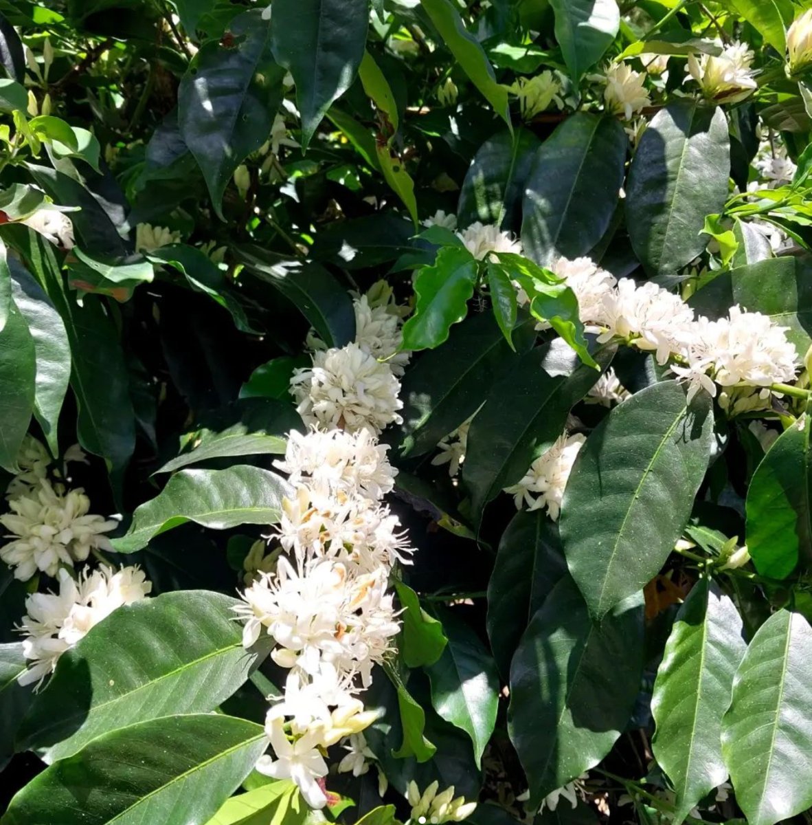 Café de Guatemala. Finca La Bolsa. Lavado - Artisancoffee