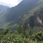 Café de Guatemala. Finca La Bolsa. Lavado - Artisancoffee