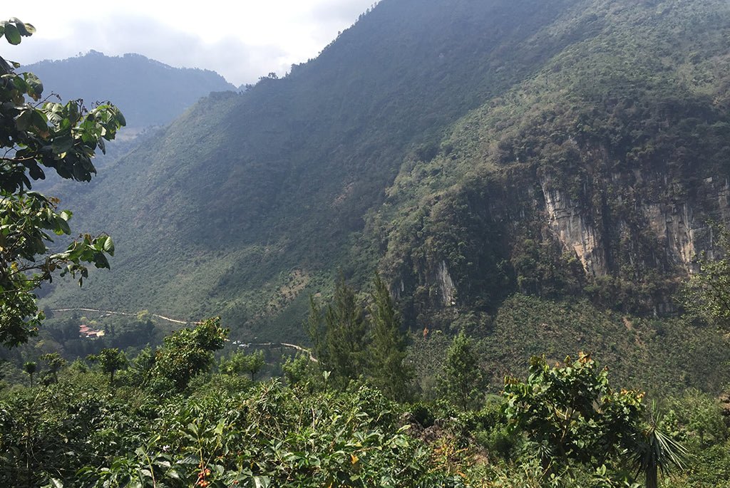 Café de Guatemala. Finca La Bolsa. Lavado - Artisancoffee