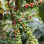 Café de Guatemala. Finca La Bolsa. Lavado - Artisancoffee