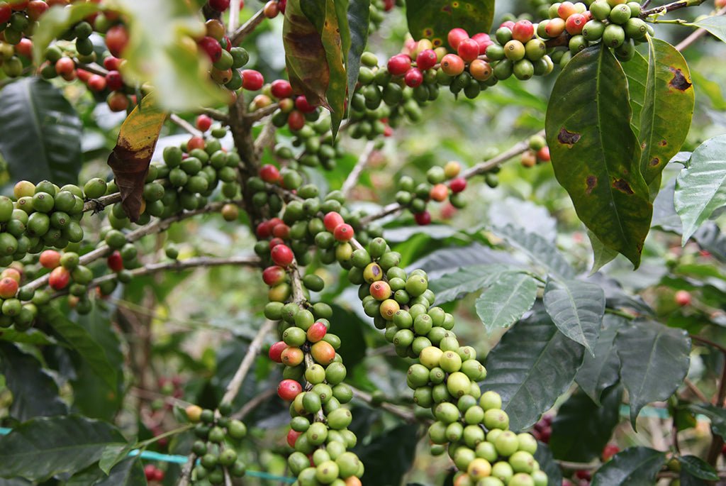 Café de Guatemala. Finca La Bolsa. Lavado - Artisancoffee