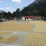 Café de Guatemala. Finca La Bolsa. Lavado - Artisancoffee