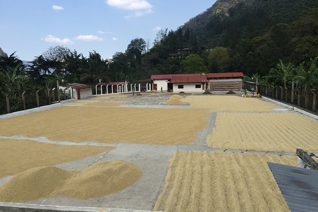 Café de Guatemala. Finca La Bolsa. Lavado - Artisancoffee