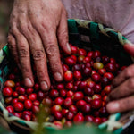 Café de Honduras. Finca Liquidambar. Natural - Artisancoffee