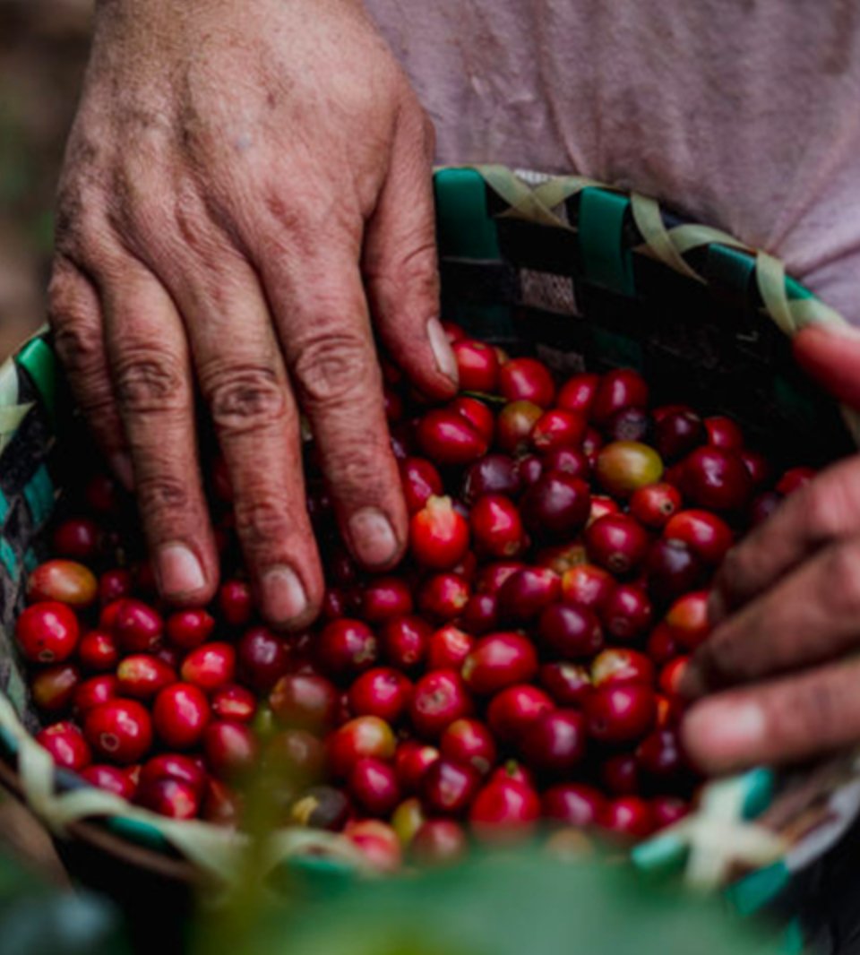 Café de Honduras. Finca Liquidambar. Natural - Artisancoffee