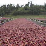 Café de Rwanda. Gatare - Artisancoffee