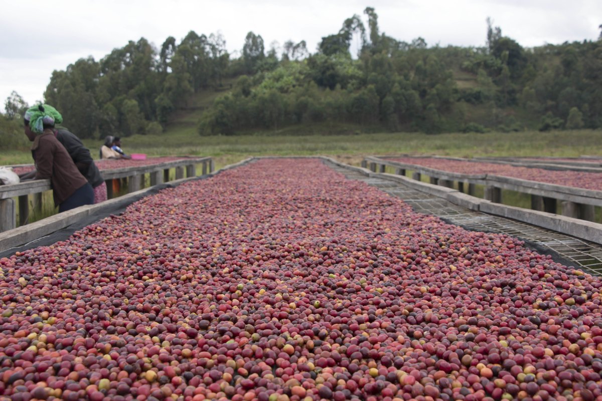 Café de Rwanda. Gatare - Artisancoffee