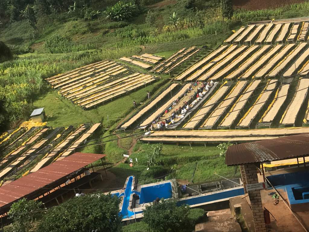 Café de Rwanda. Gatare - Artisancoffee