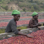 Café de Rwanda. Gatare - Artisancoffee