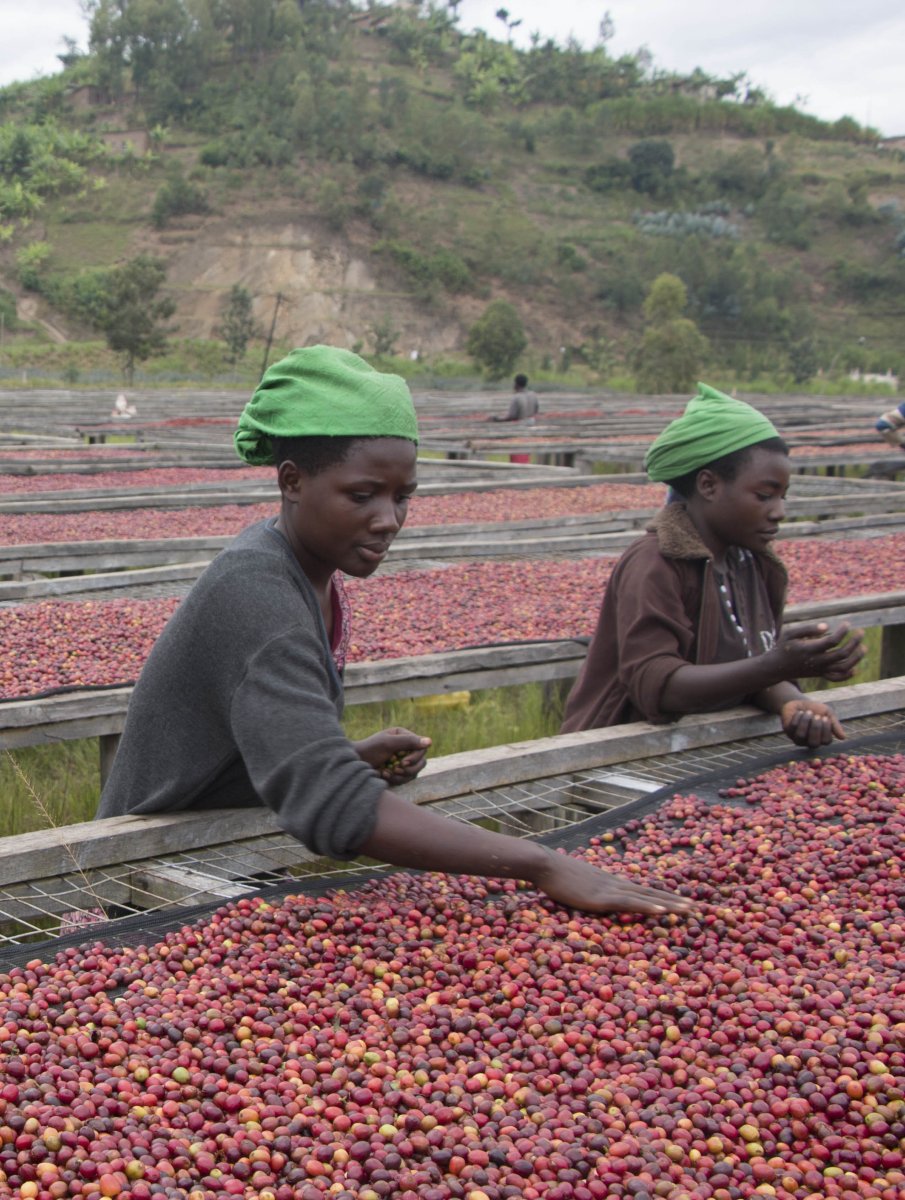 Café de Rwanda. Gatare - Artisancoffee