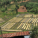 Café de Rwanda. Gatare - Artisancoffee