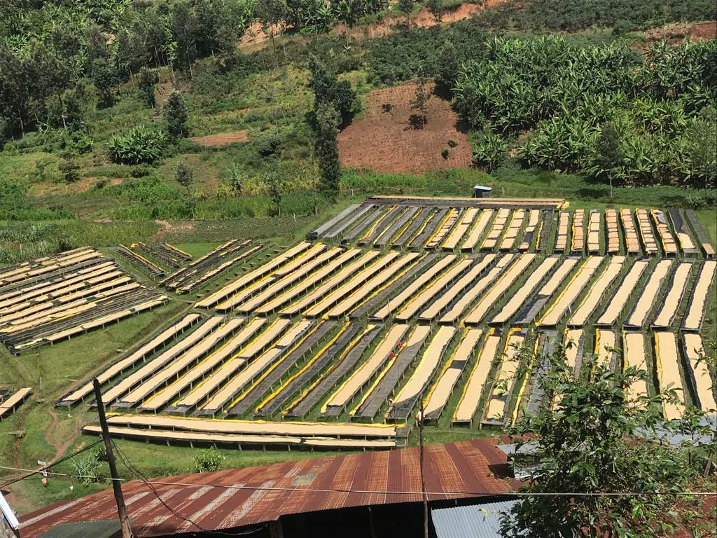 Café de Rwanda. Gatare - Artisancoffee