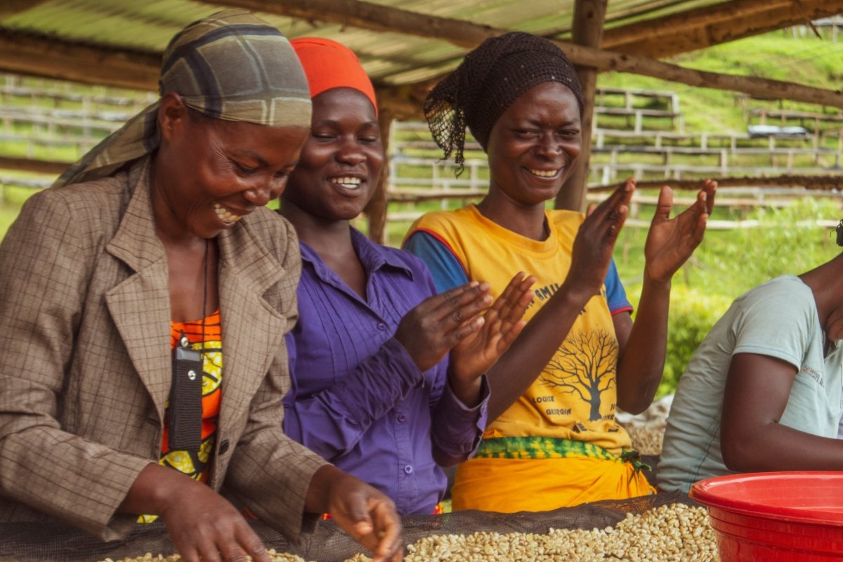 Café de Rwanda. Rwingyoni - Artisancoffee