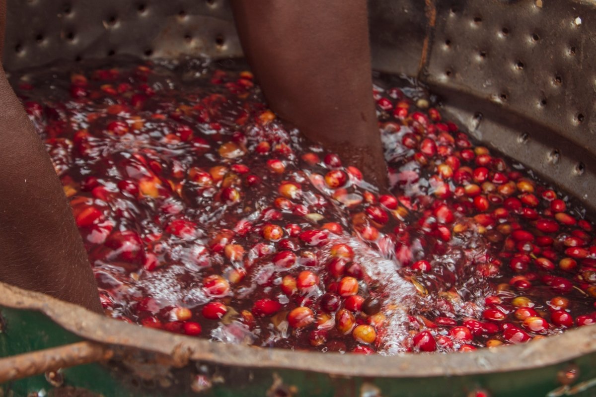 Café de Rwanda. Rwingyoni - Artisancoffee