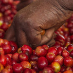 Café de Rwanda. Rwingyoni - Artisancoffee